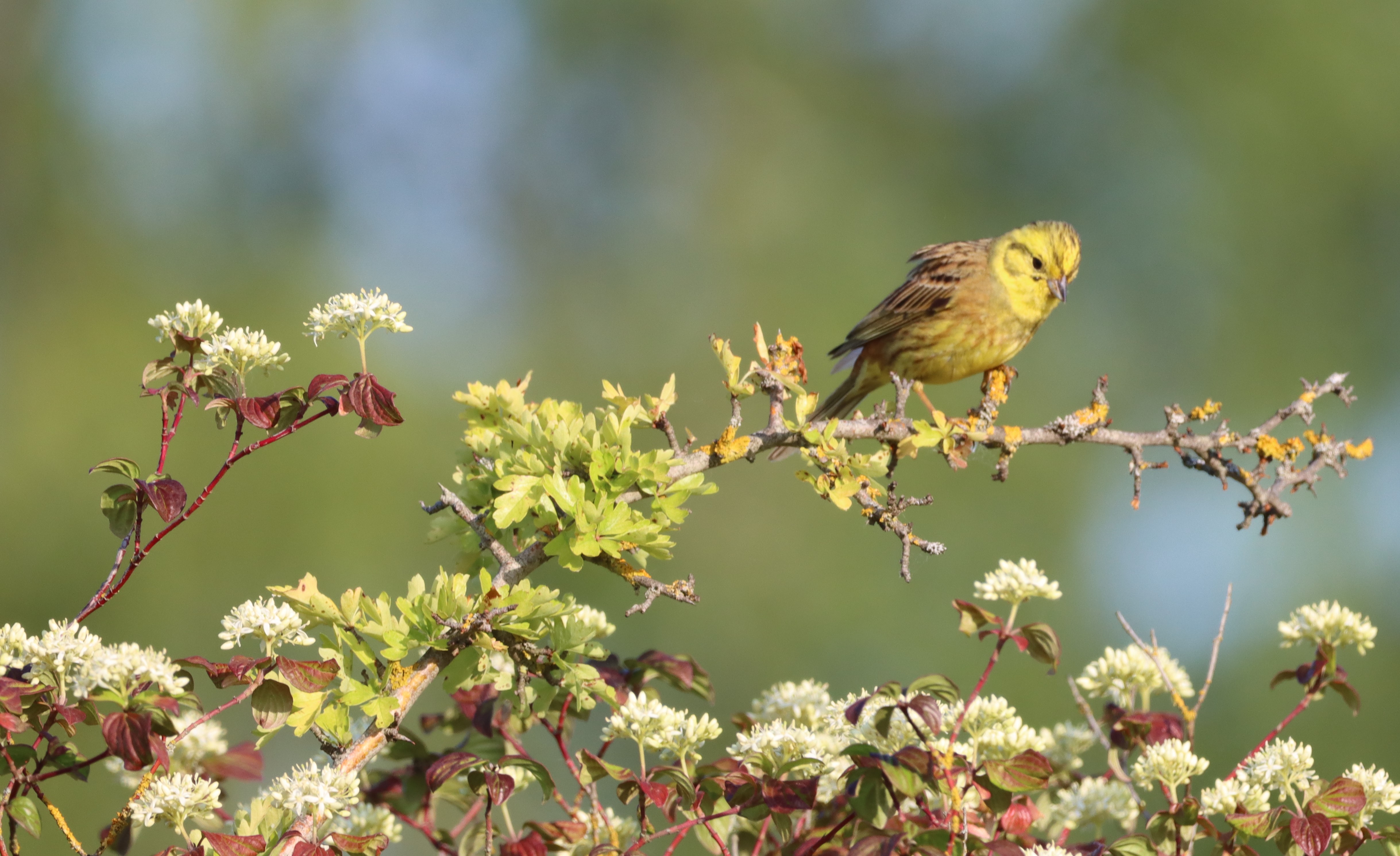 Balade nature dans le Bois de Tillet